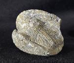 Paraspirifer bownockeri (STEWART 1927) - Bild &copy; FossNet FossilienStore